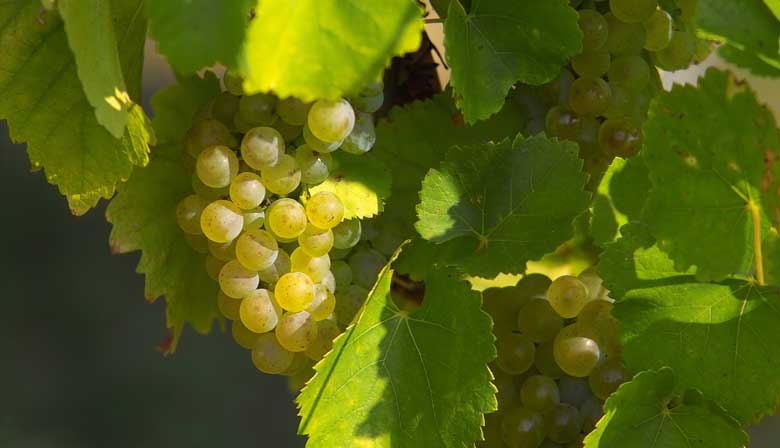 Tasting of champagne Moet et Chandon